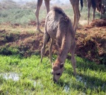 Kamele in Al Heiz